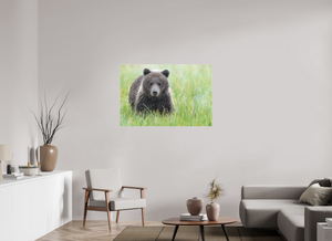 Teddy Bear Shower, Alaskan Brown Bear Cub