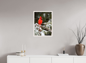 Scarlet Decor, Cardinal