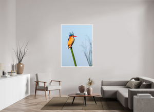 Mohawk, Malachite Kingfisher