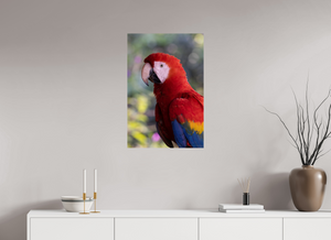 Colors of the Tropics, Scarlet Macaw