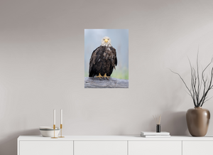 Bad Hair Day, Bald Eagle