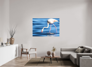 Point of Impact, Greater Flamingo