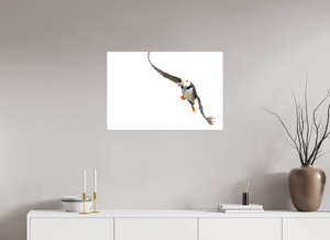 The Provider, Tufted Puffin