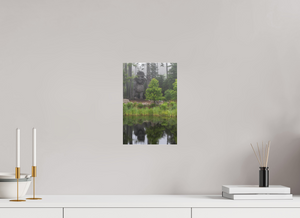 Eyes in the Forest, Maine