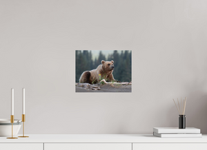 Bears and Blooms, Alaskan Coastal Brown Bear