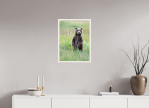 Innocence, Alaskan Coastal Brown Bear Cub