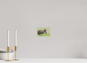 Limited Visibility, Alaskan Coastal Brown Bear