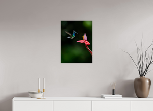 Beauty in Motion, White-Necked Jacobin