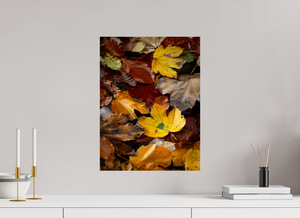 Leaf Litter, Croatia