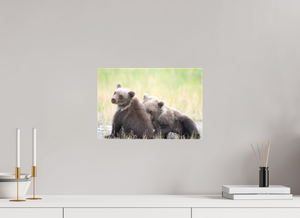Observation, Alaskan Brown Bear Cubs