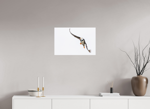 The Provider, Tufted Puffin