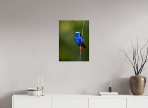 Scarlet Stockings, Red-legged Honeycreeper