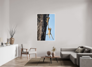 King of the Swingers, Baboon