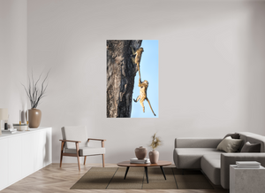 King of the Swingers, Baboon