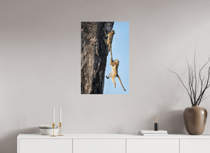 King of the Swingers, Baboon