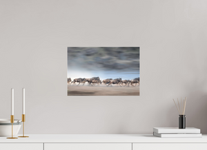 Safety in Numbers, Wildebeest