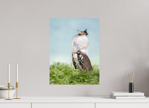 Spring Fancy, Kori Bustard