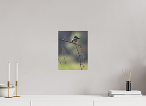 Delicate Details, Amazon Kingfisher