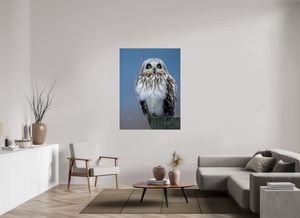 Intensity, Short-eared Owl