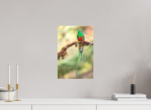 Eye Candy, Resplendent Quetzal