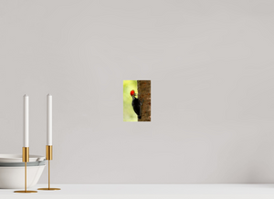 Exclamation, Pale-billed Woodpecker