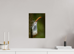 Pinocchio, Lanternfly