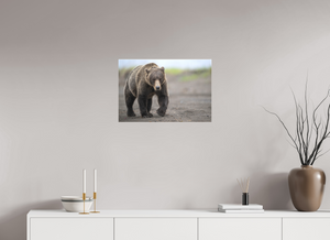 Intimidation, Alaskan Coastal Brown Bear