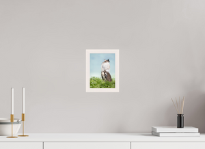 Spring Fancy, Kori Bustard