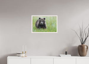 Teddy Bear Shower, Alaskan Brown Bear Cub