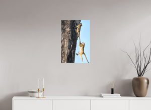 King of the Swingers, Baboon