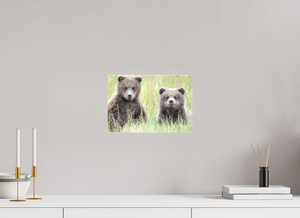 Curiosity, Alaskan Brown Bear Cub