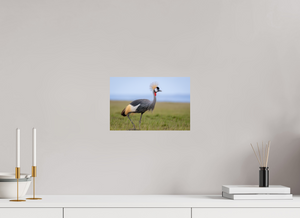 Strictly Formal, Crowned Crane