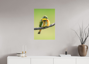 Avian Acrobat, Little Bee Eater