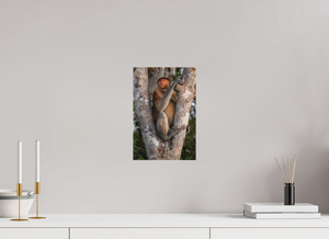 Seat of Honor, Proboscis Monkey