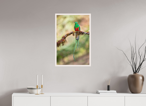 Eye Candy, Resplendent Quetzal