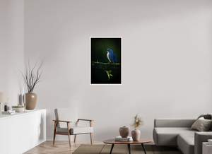 Illumination, Blue-gray Tanager