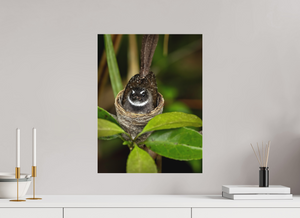 Weathering The Storm, Fantail