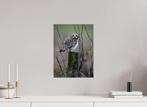 Butcher Block, Short Eared Owl