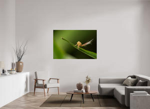 Plumes, Planthopper Nymph