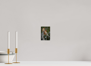 Hair Salon, Proboscis Monkeys