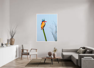 Mohawk, Malachite Kingfisher