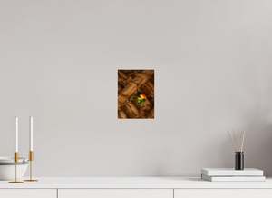 Color Balance, Sunbird