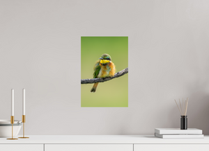 Avian Acrobat, Little Bee Eater