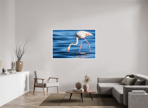 Point of Impact, Greater Flamingo
