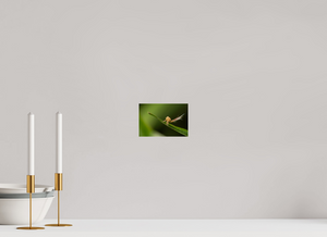 Plumes, Planthopper Nymph