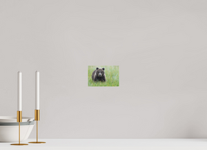 Teddy Bear Shower, Alaskan Brown Bear Cub