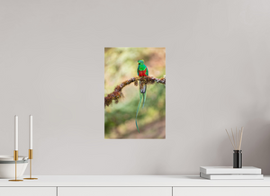 Eye Candy, Resplendent Quetzal