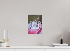 Looney Tunes, American Kestrel