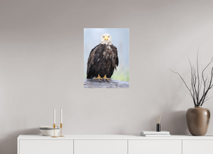 Bad Hair Day, Bald Eagle