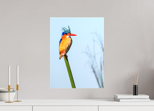 Mohawk, Malachite Kingfisher